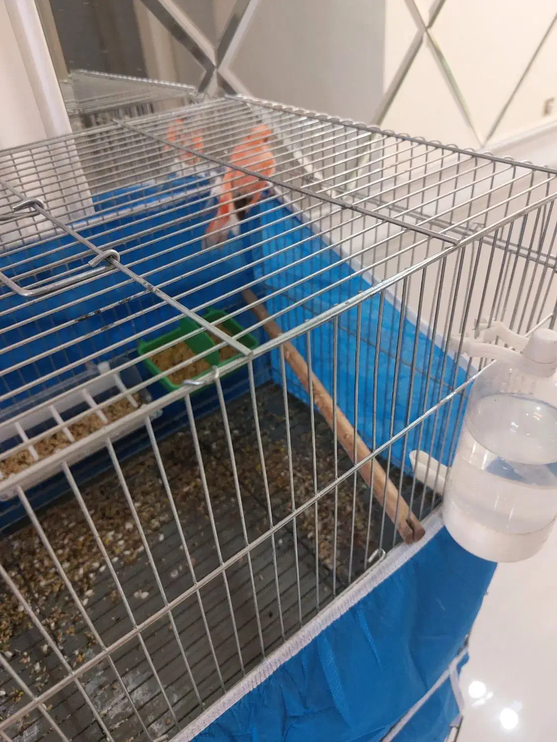 یک عدد قناری ماده دو عدد قناری نر|پرنده|شاهین‌شهر, طالقانی|دیوار