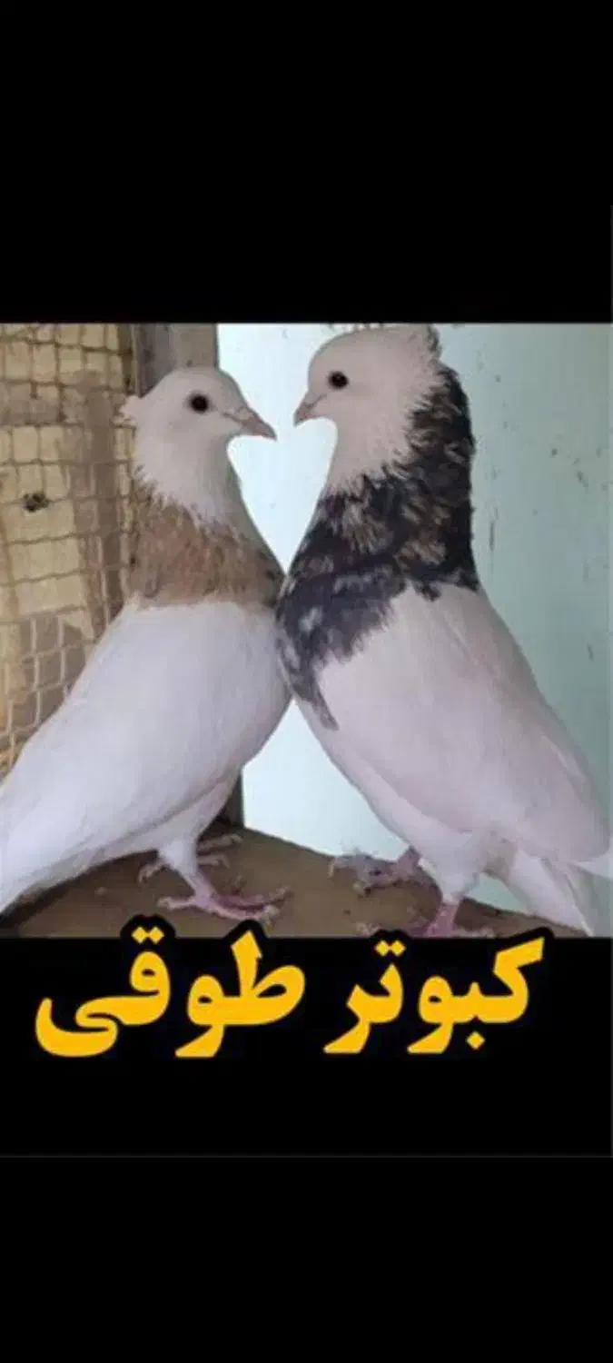 کبوتر طوقی (گمشده)|پرنده|الوند, |دیوار