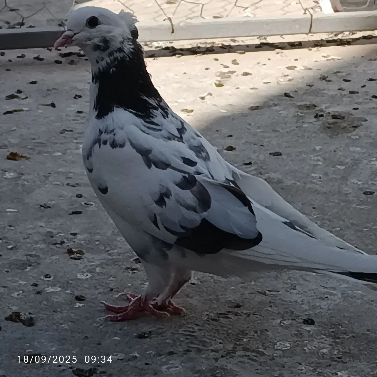 کبوتر پرشی عالی|پرنده|مهاباد (آذربایجان غربی), |دیوار