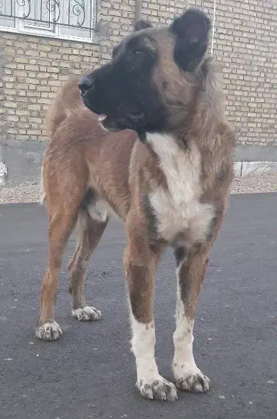 سگ سرابی|سگ|کرمانشاه, |دیوار