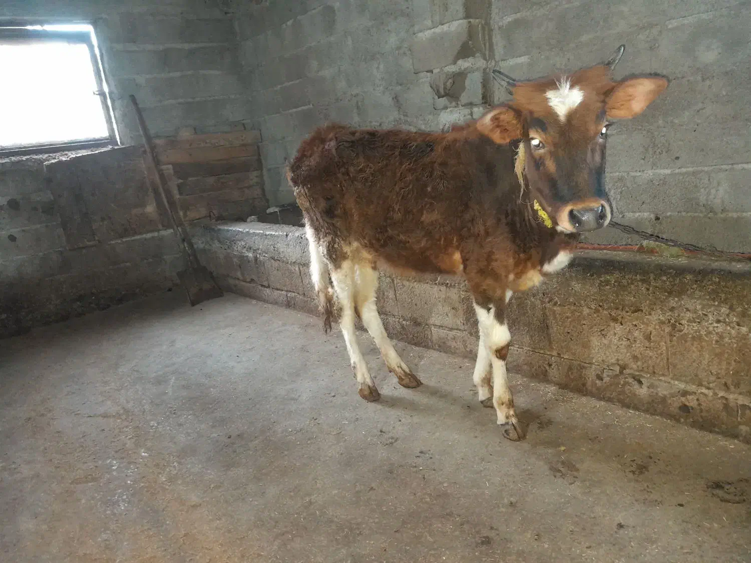 فروش یک راس طلم|حیوانات مزرعه|نوشهر, |دیوار