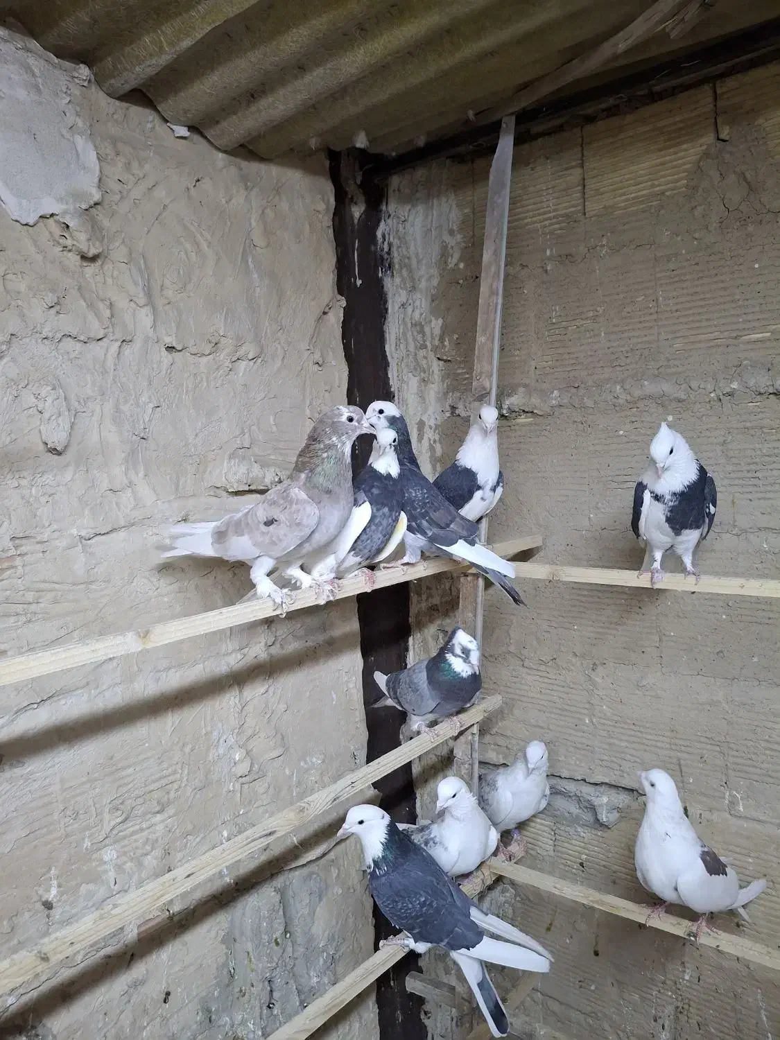 کفتر پرشی شازده و هما.طوقی|پرنده|ری, حمزه‌آباد|دیوار