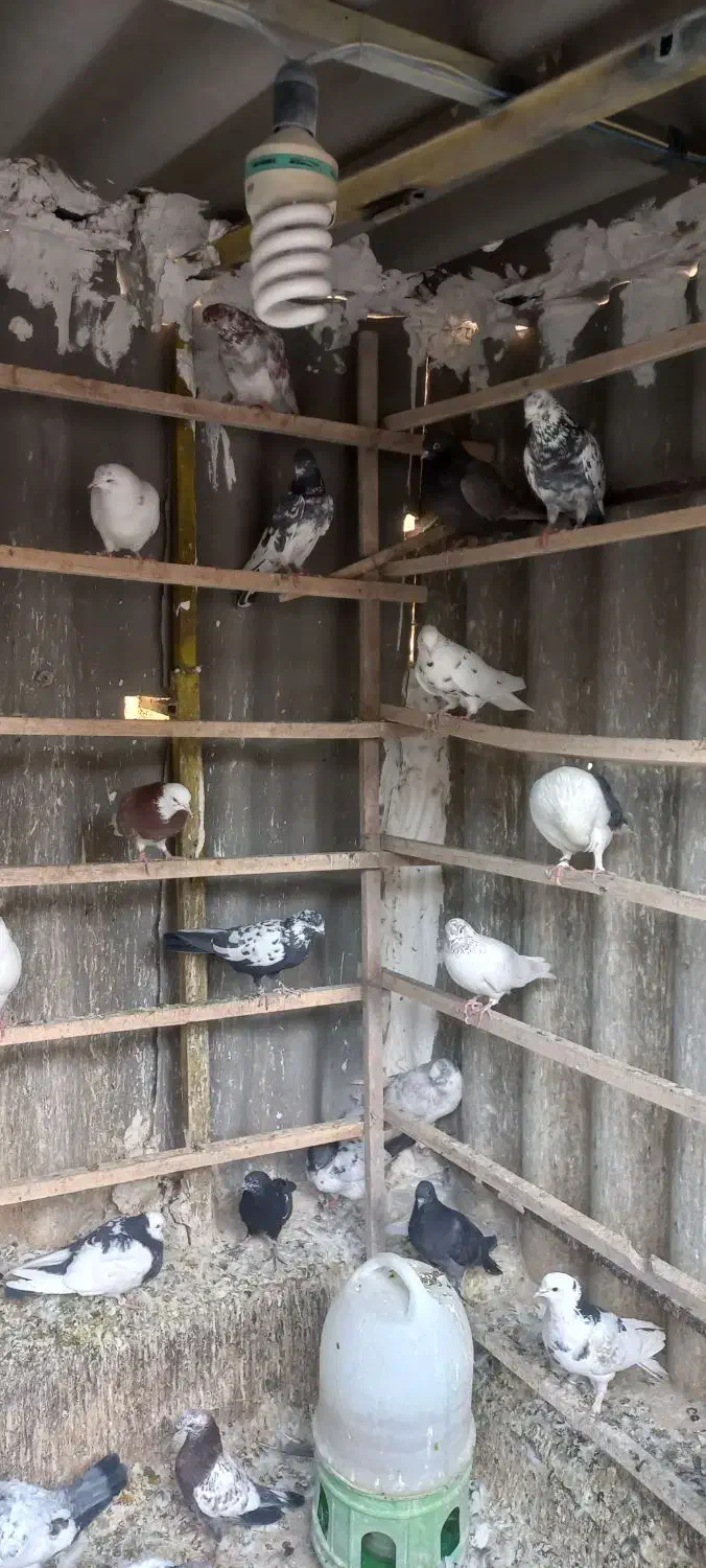 حدود ۱۰۰طوق کفتر یکجایی با گنجه و کلیه لوازم|پرنده|تهران, هرندی|دیوار