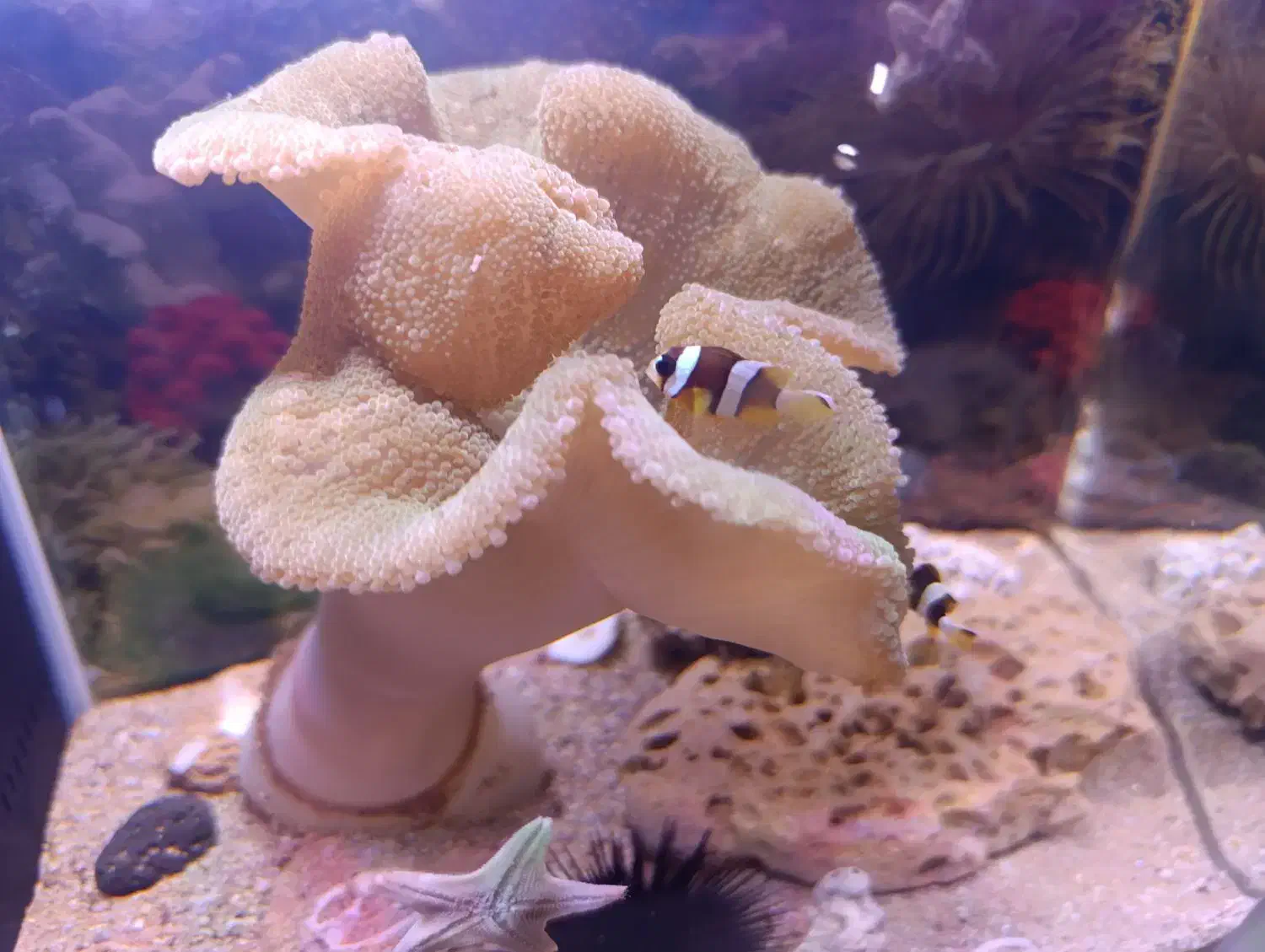 آکواریوم آب شور|ماهی|شهرکرد, |دیوار