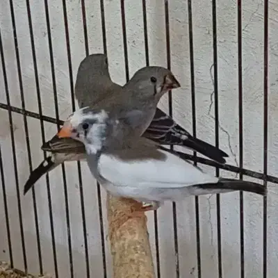 فنج|پرنده|حمیدیا, |دیوار