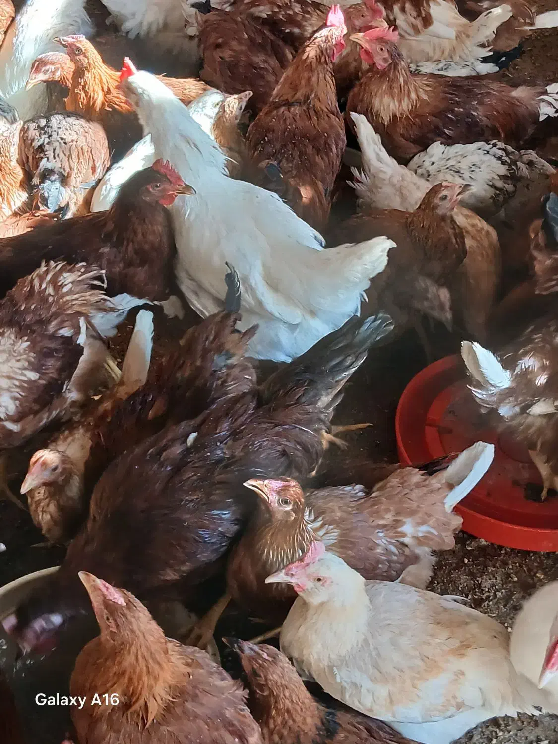 جوجه مرغ تخمگذار و خروس لوهمن 4ماهه|حیوانات مزرعه|پاسارگاد, |دیوار