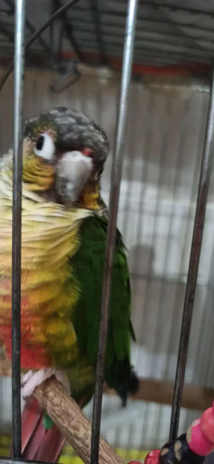 دو عدد گرینچیک|پرنده|بندرعباس, |دیوار