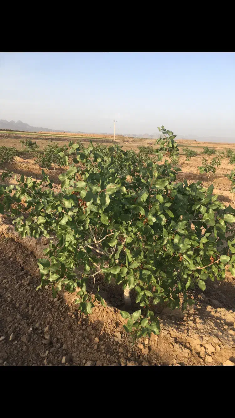 یک ساعت آب و باغ پسته فروشی روستای سیوکی|فروش دفتر صنعتی، کشاورزی، تجاری|تربت‌حیدریه, پائین ولایت|دیوار
