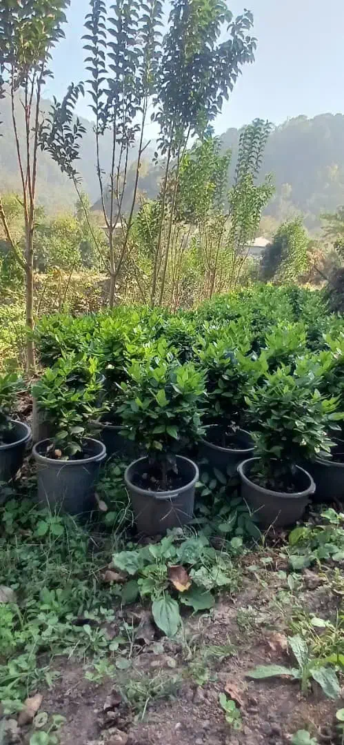 گلدانی|گل و گیاه طبیعی|رحیمآباد, |دیوار