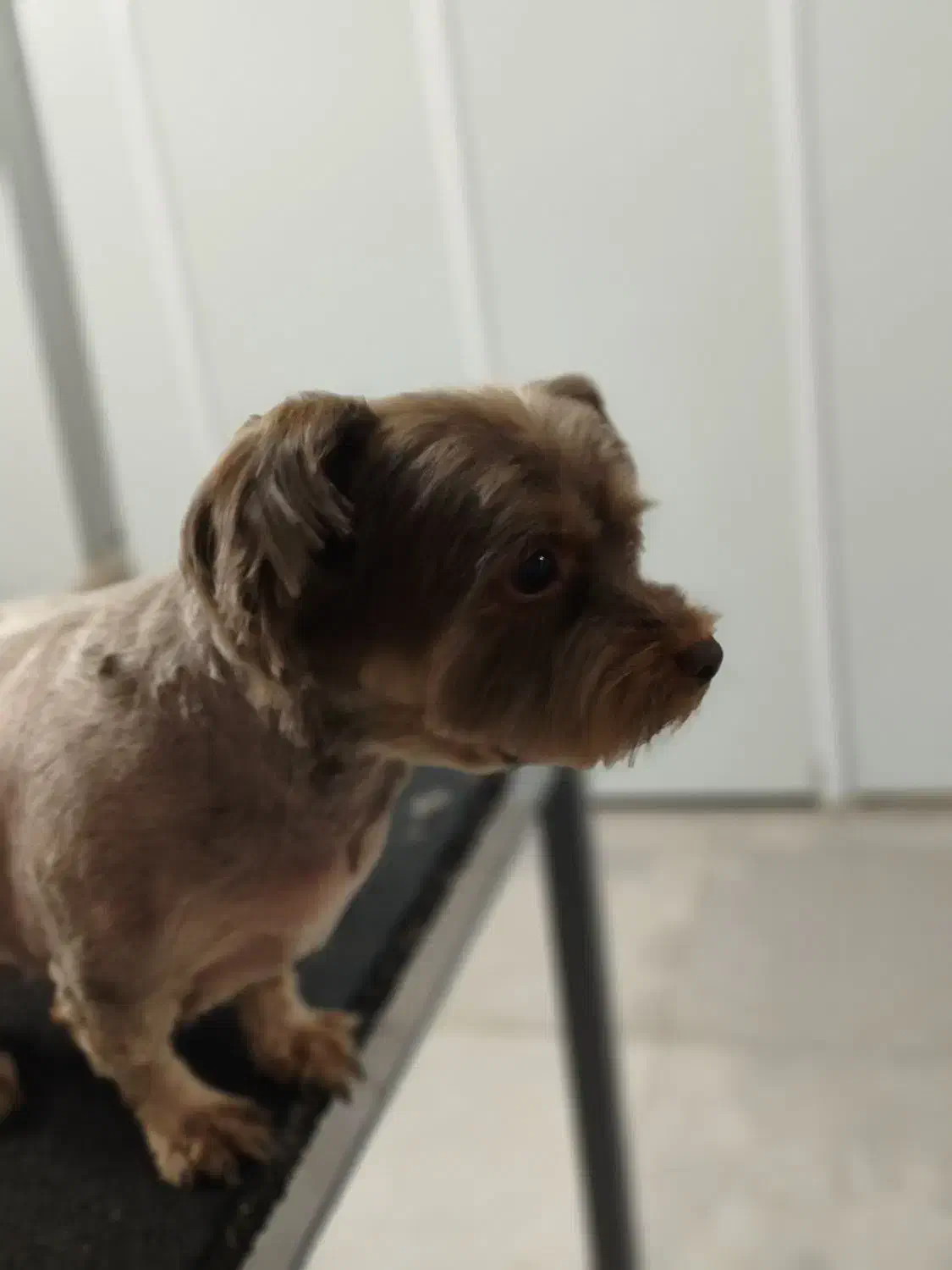 اصلاح و پیرایش حیوانات خانگی|خدمات آرایشگری و زیبایی|شاهین‌شهر, شهرک میلاد|دیوار