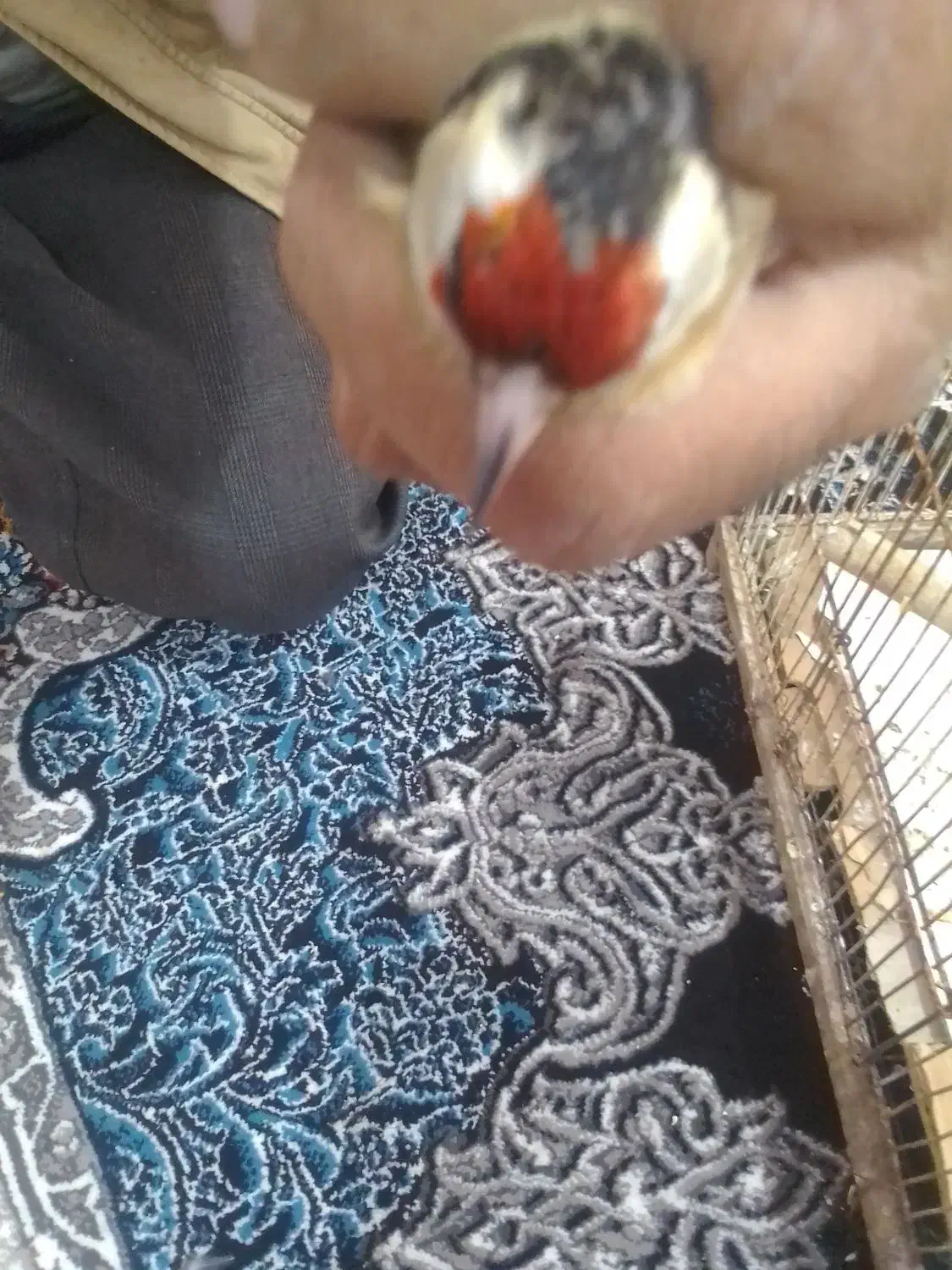 خرید و فروش سهره|پرنده|ارسنجان, |دیوار