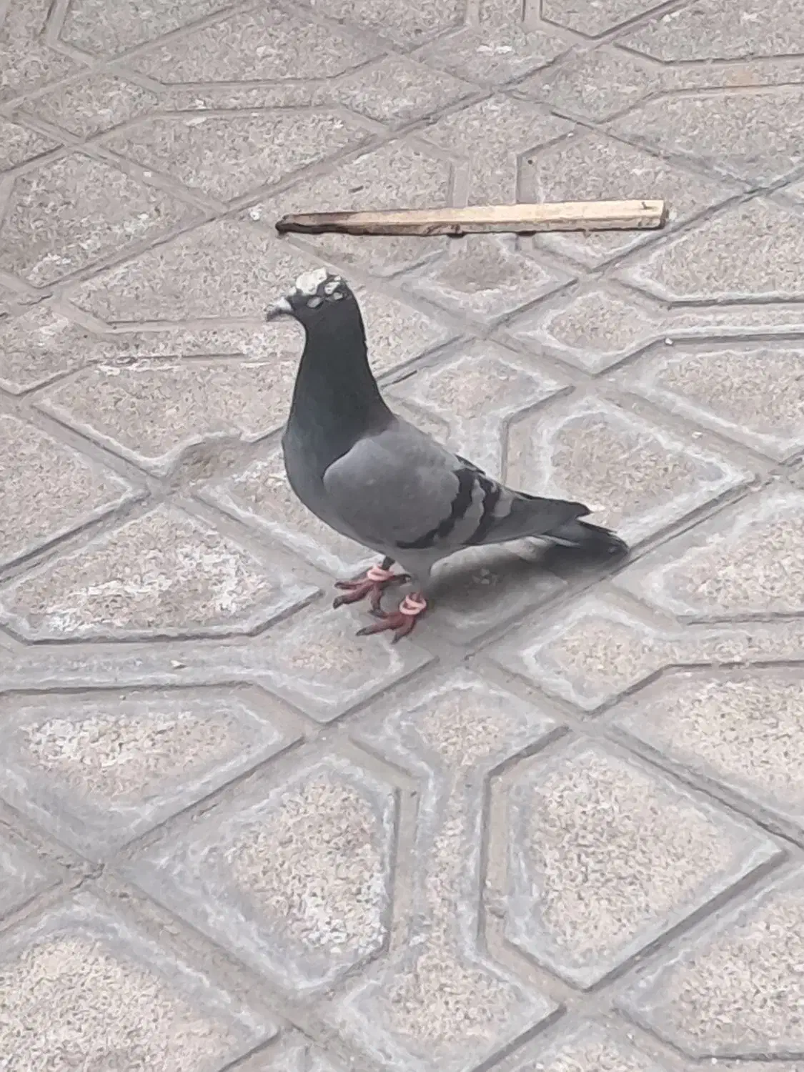 کبوتر|پرنده|مشهد, یوسفیه (شهرک غرب)|دیوار