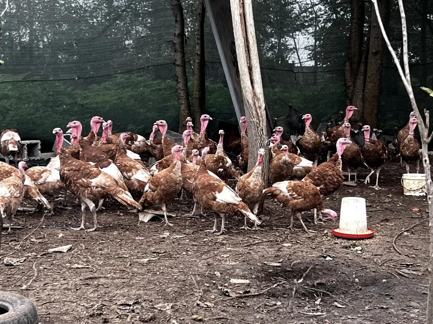 بوقلمون بربورن|حیوانات مزرعه|رشت, حومه رشت|دیوار