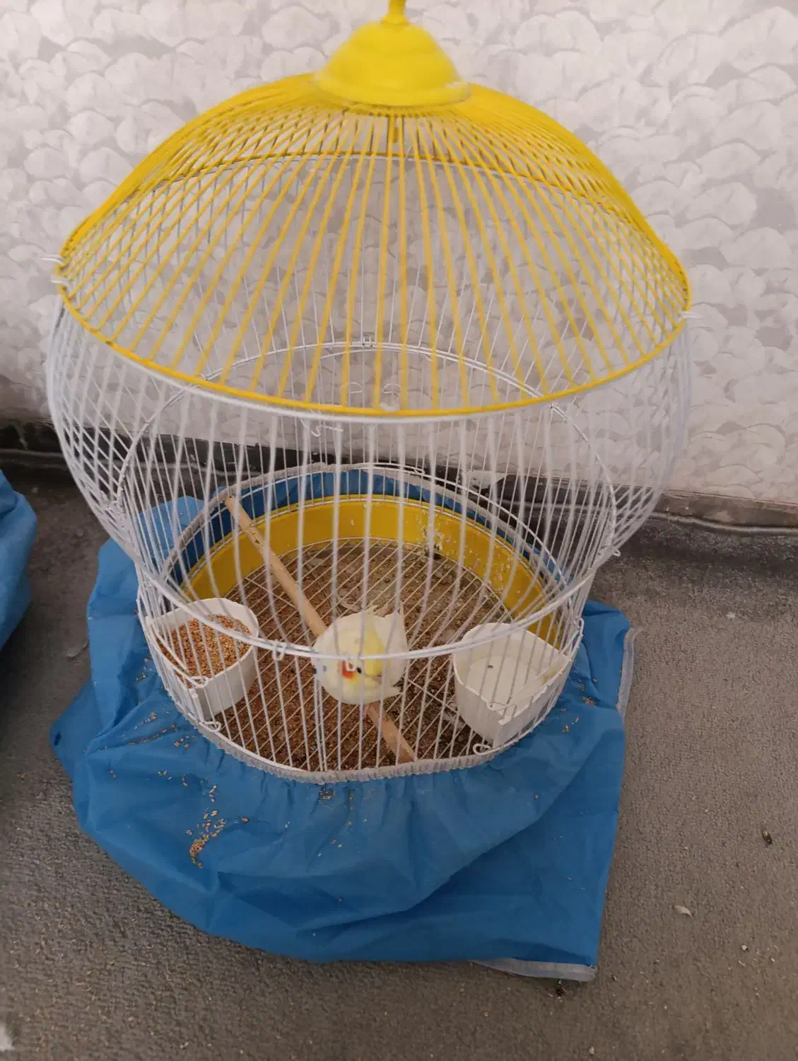 3تاعروس|پرنده|قم, شهدا|دیوار