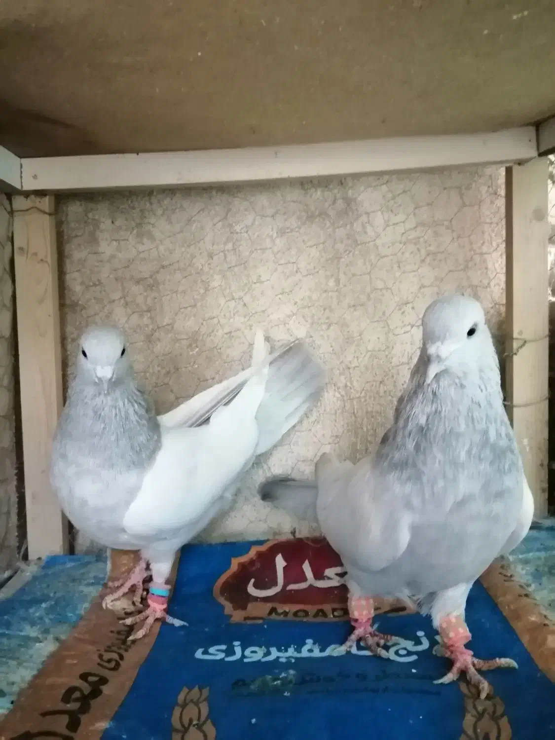 کبوتر سینه آبی|پرنده|شیراز, شهدای شهرک سعدی|دیوار
