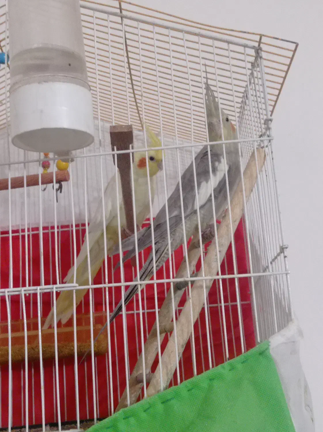 عروس|پرنده|تربت جام, شاهد|دیوار