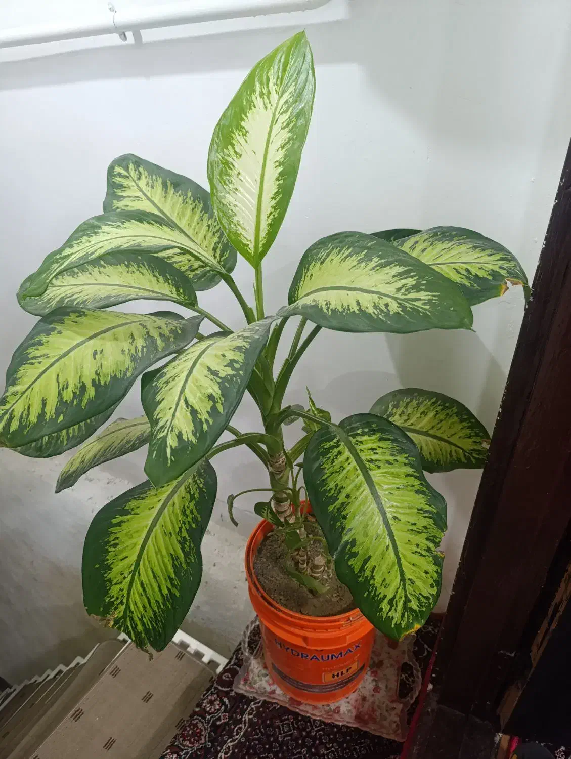 گول طبیعی|گل و گیاه طبیعی|مریوان, |دیوار