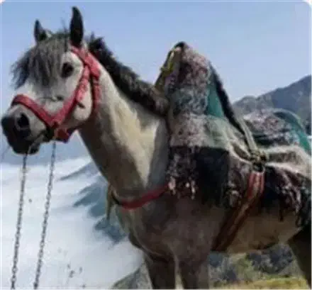 فروش دو اسب باری جوان|اسب و تجهیزات اسب‌سواری|سرشیو, |دیوار