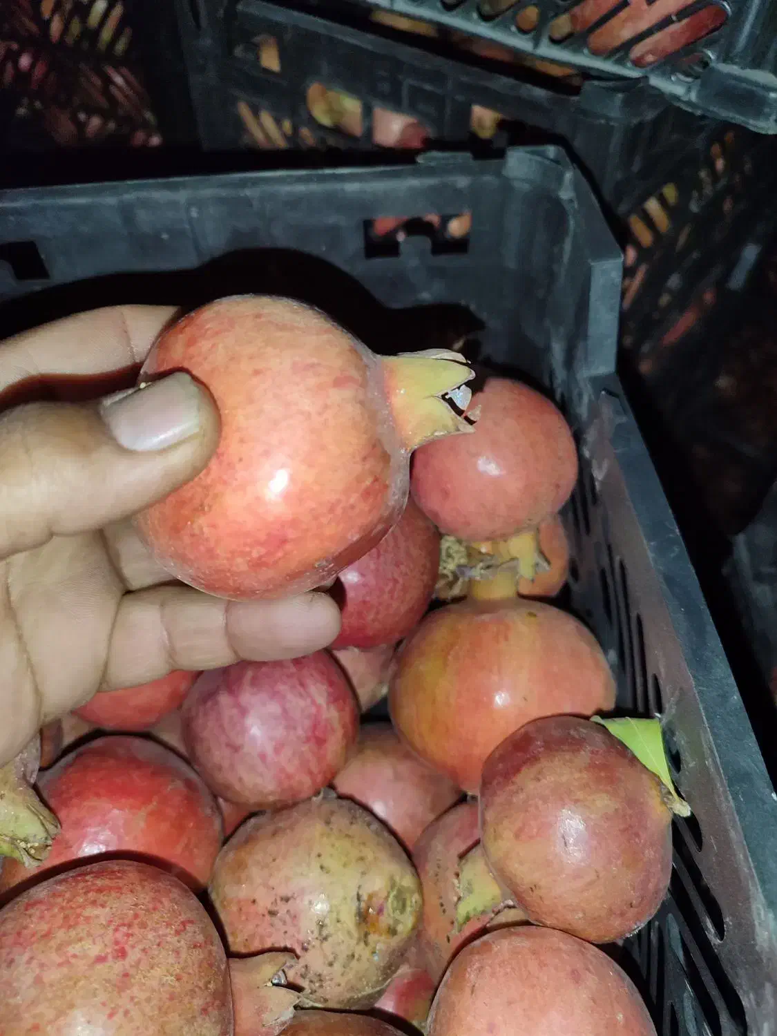 انار|خوردنی و آشامیدنی|داراب, |دیوار