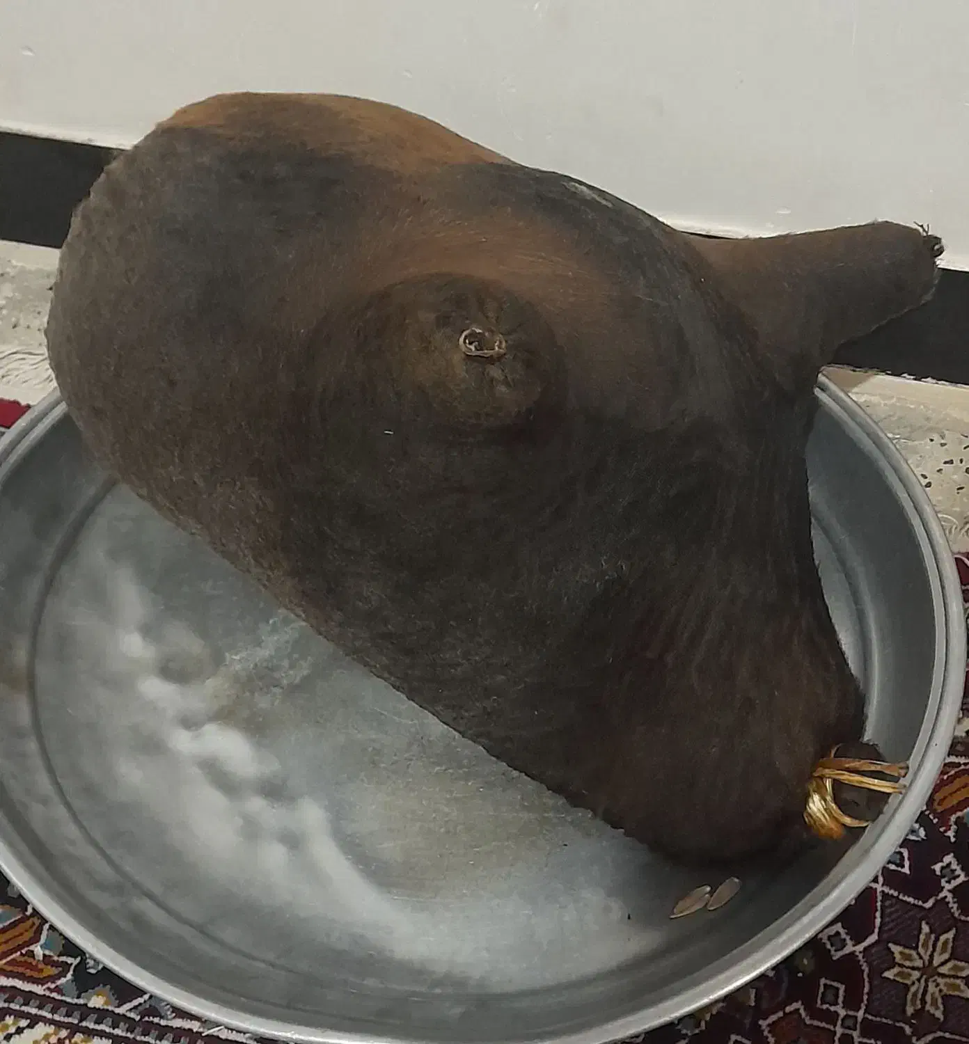 هیزه|لوازم جانبی حیوانات|کوهدشت, |دیوار