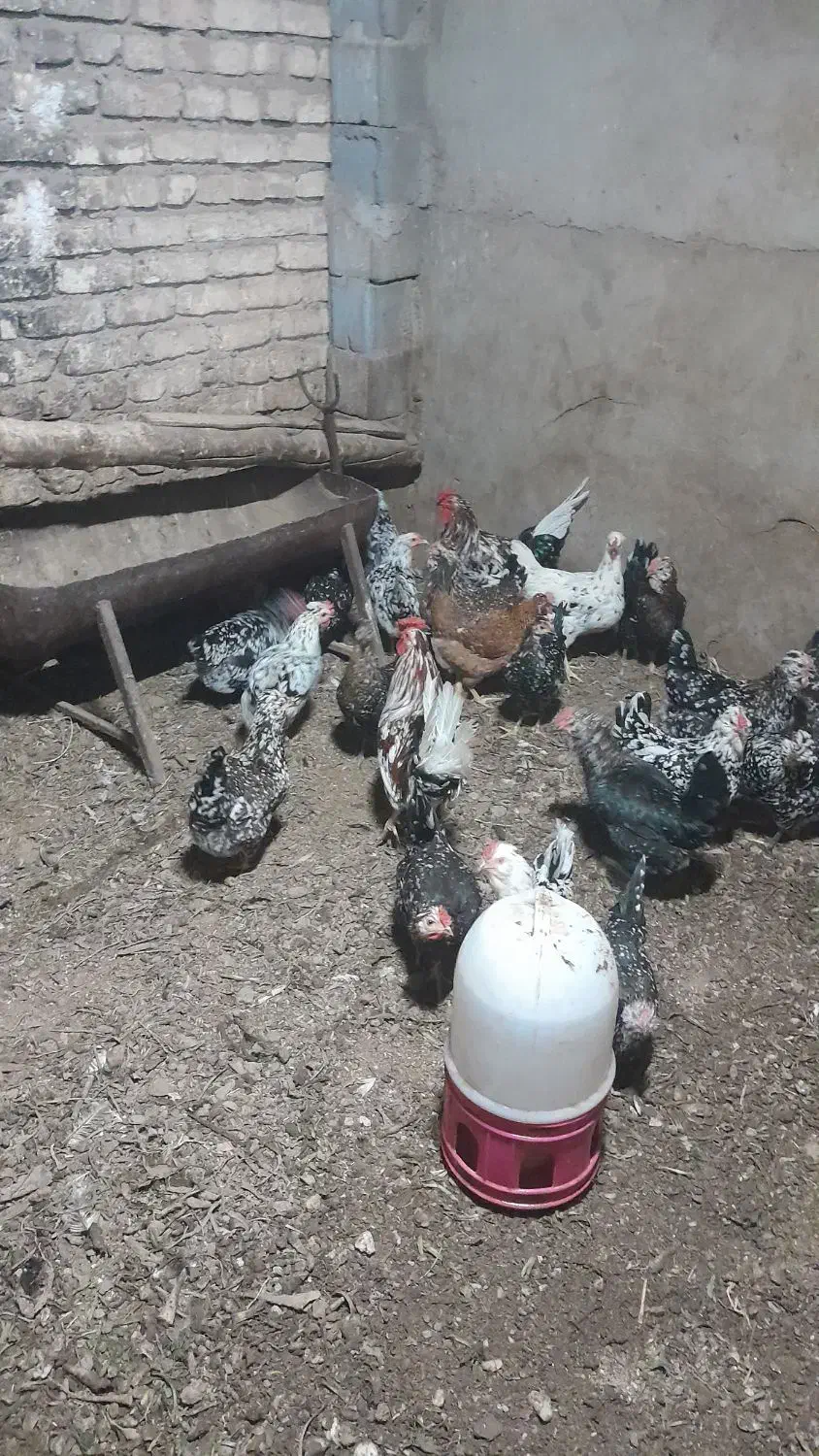تخم مرغ گلین|حیوانات مزرعه|اصفهان, آبشار|دیوار