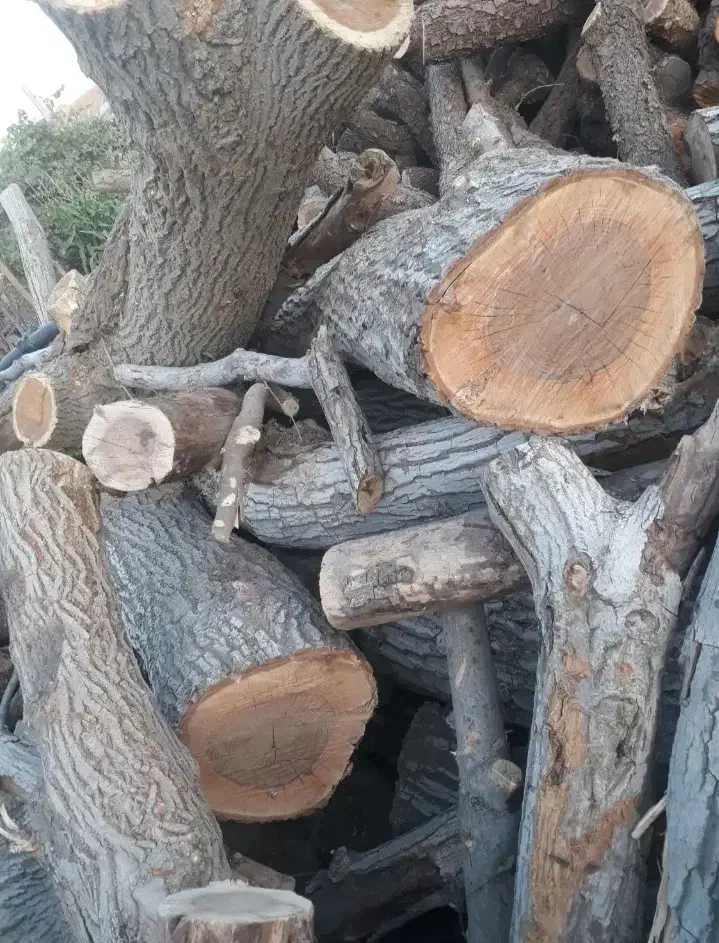 چوب بری|خدمات باغبانی و درختکاری|فلاورجان, |دیوار