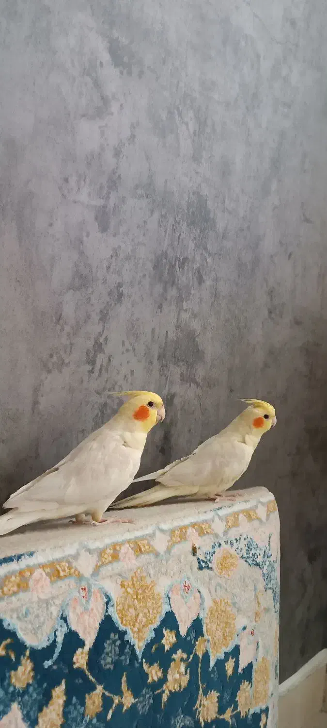 عروس هلندی|پرنده|کرمانشاه, |دیوار