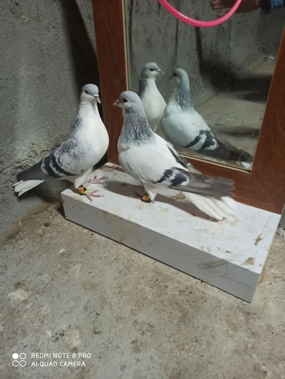 ساده|پرنده|سبزوار, قائم|دیوار