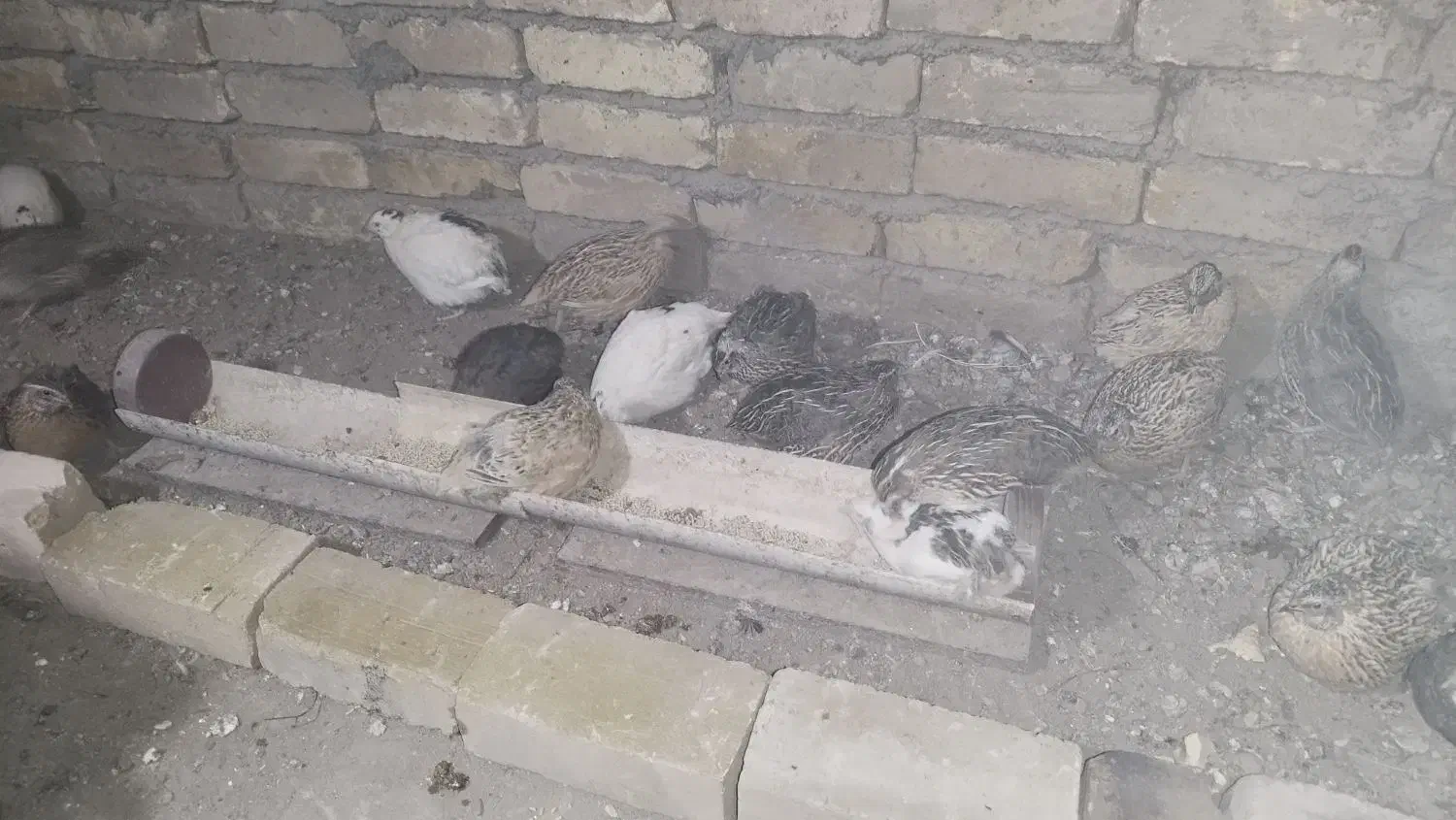 بلدرچین گوشتی تخم گذار|حیوانات مزرعه|دشتابی, |دیوار