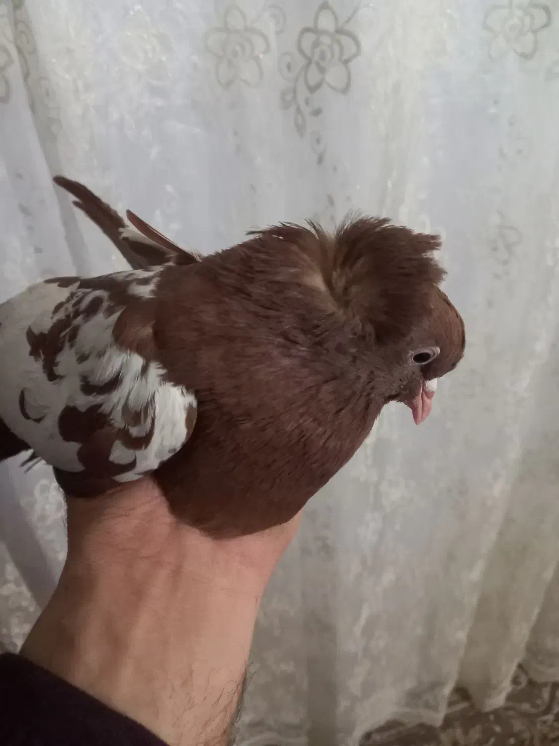 کبوتر|پرنده|تبریز, |دیوار