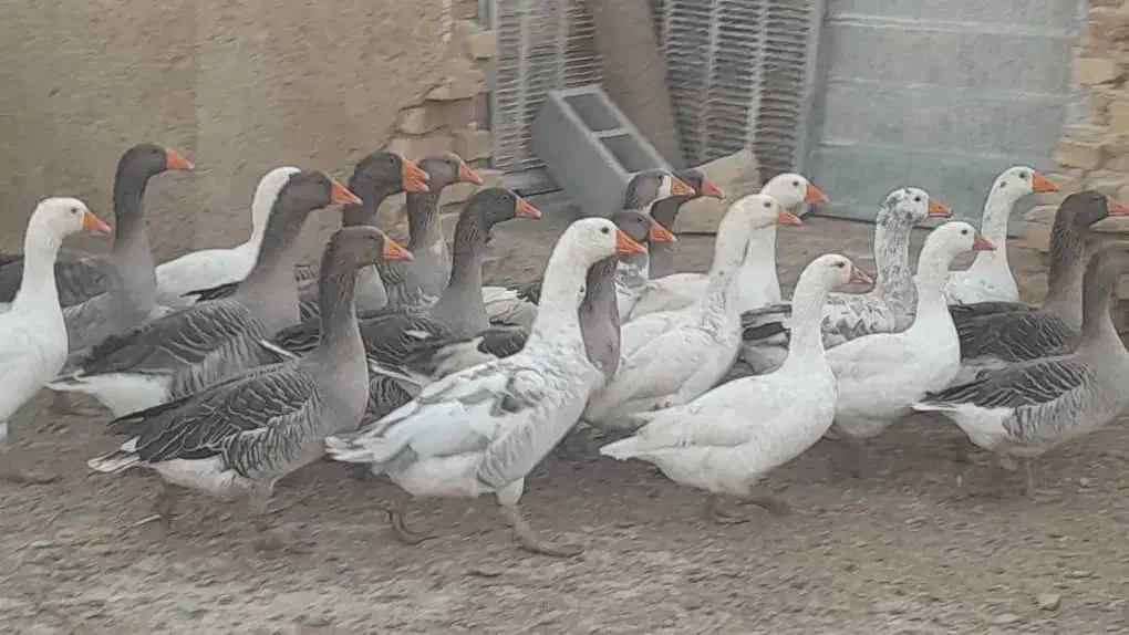 فروش غاز محلی|حیوانات مزرعه|بیضا, |دیوار