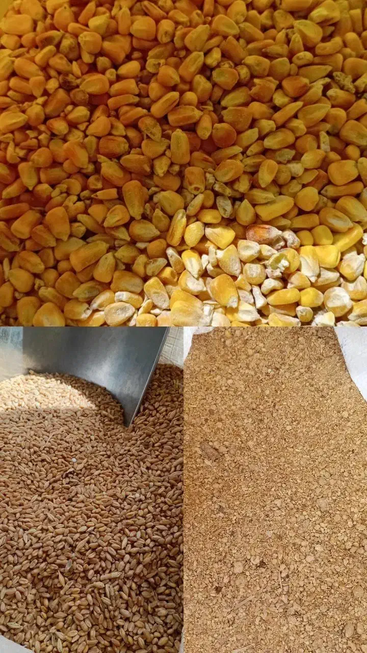 خوراک دام جمشیدی|حیوانات مزرعه|سیلاخور, |دیوار