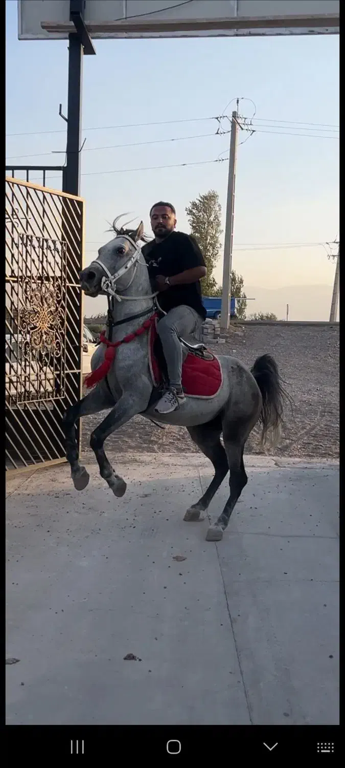 نریان اصیل کرد سواریدار و پرخون|اسب و تجهیزات اسبسواری|سراب, |دیوار