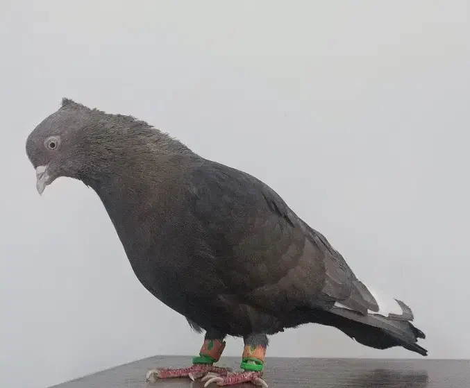 رنگه طوقی سینه|پرنده|مشهد, نوید|دیوار