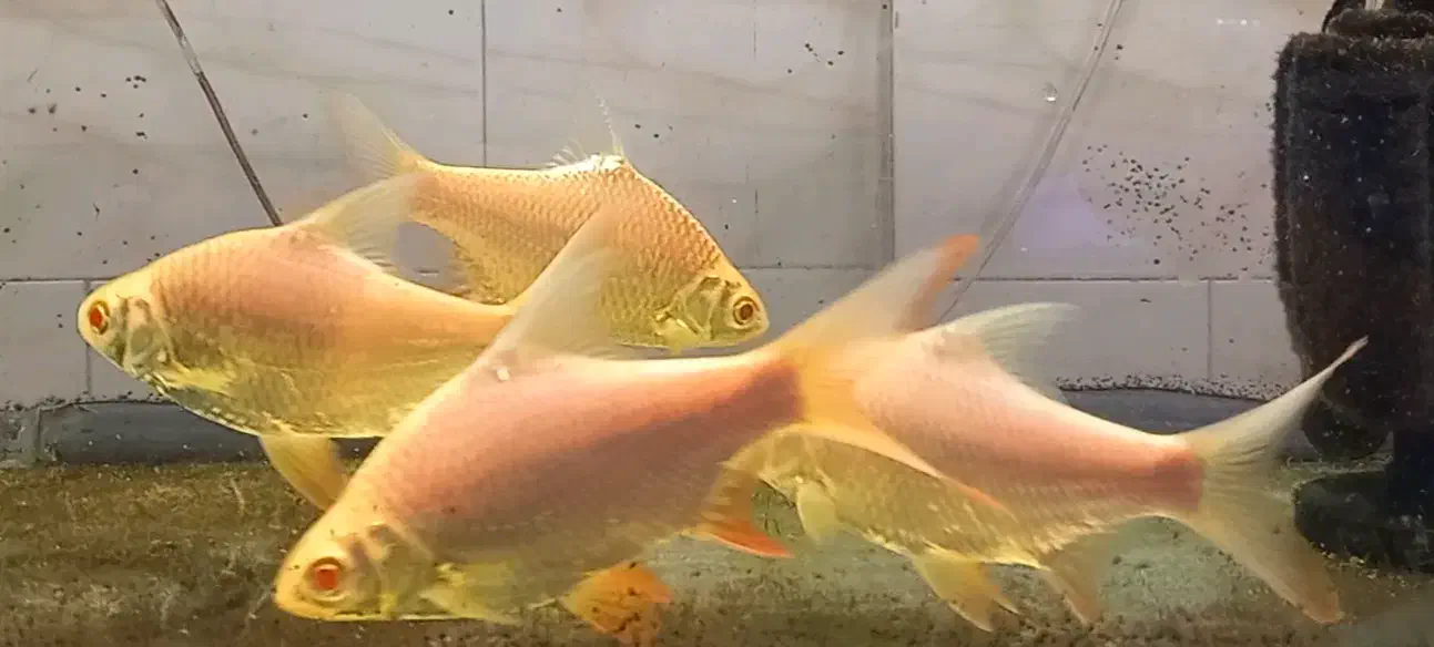 بارب حلب طلایی دم قرمز|ماهی|هشتگرد, شهرک راه آهن|دیوار