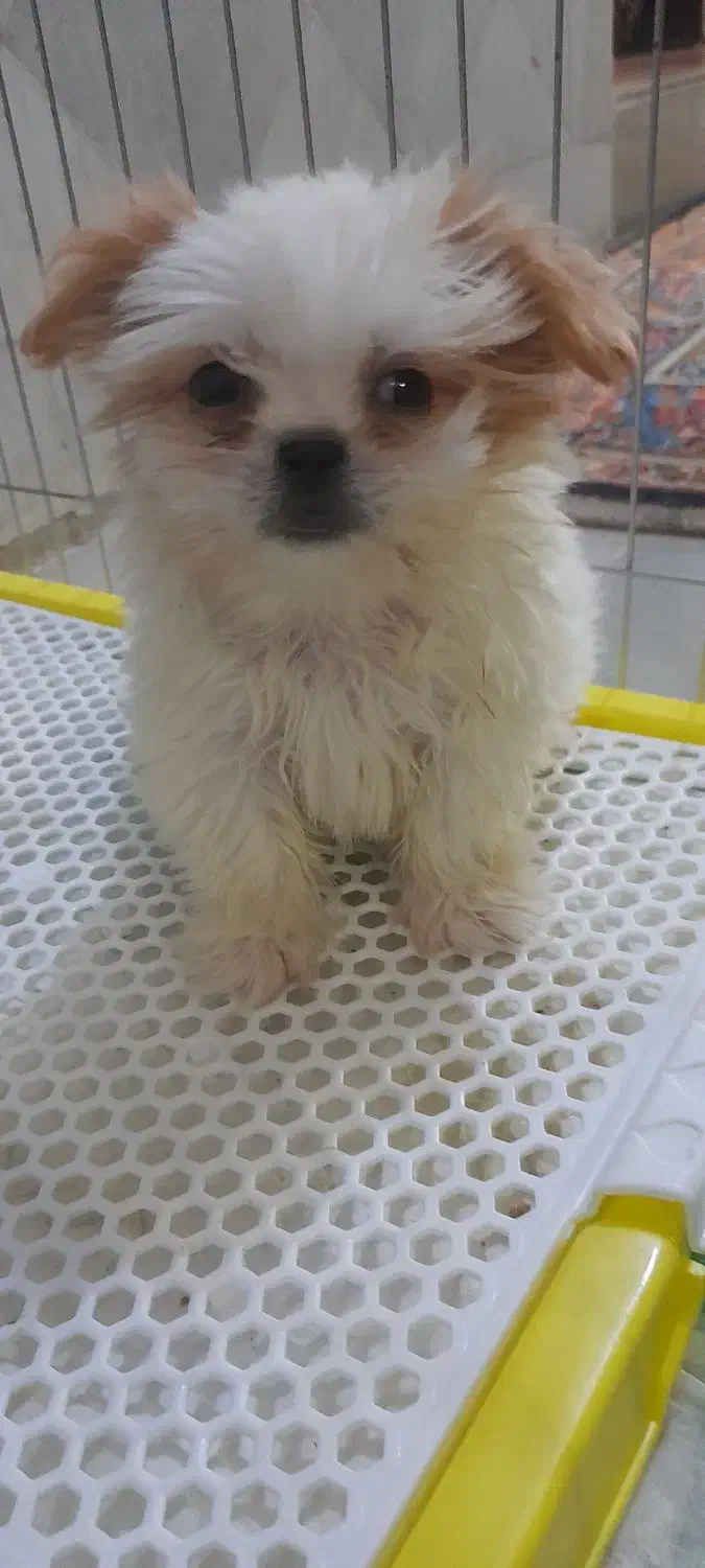 واگذاری توله سگ عروسکی نژاد شیرانین|سگ|رفسنجان, |دیوار