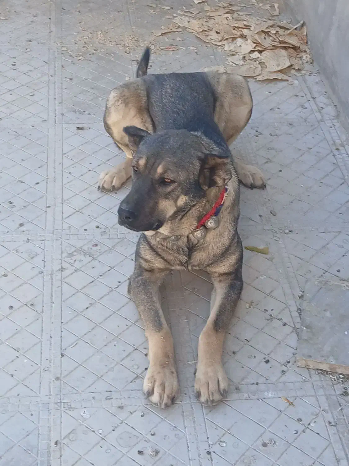 واگزاری سگ|سگ|قره چای, |دیوار