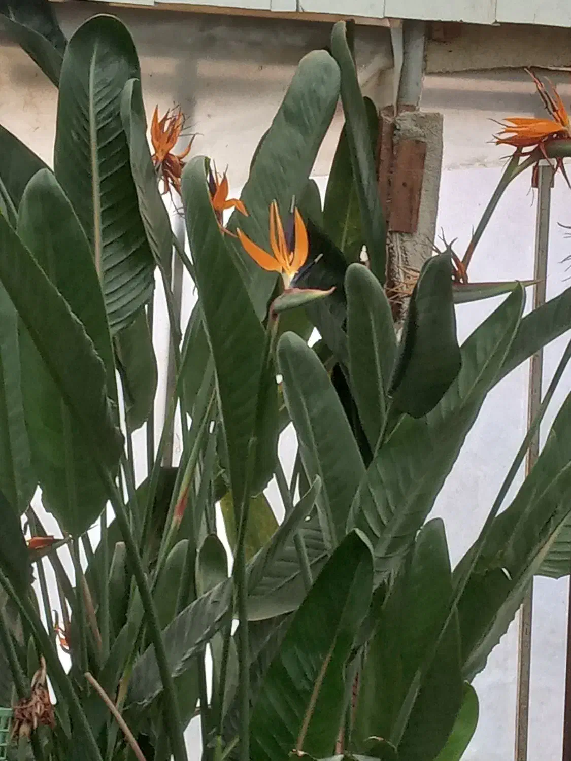 سیکاس بزرگ بالای ۳۰سال|گل و گیاه طبیعی|رشت, تازه آباد|دیوار