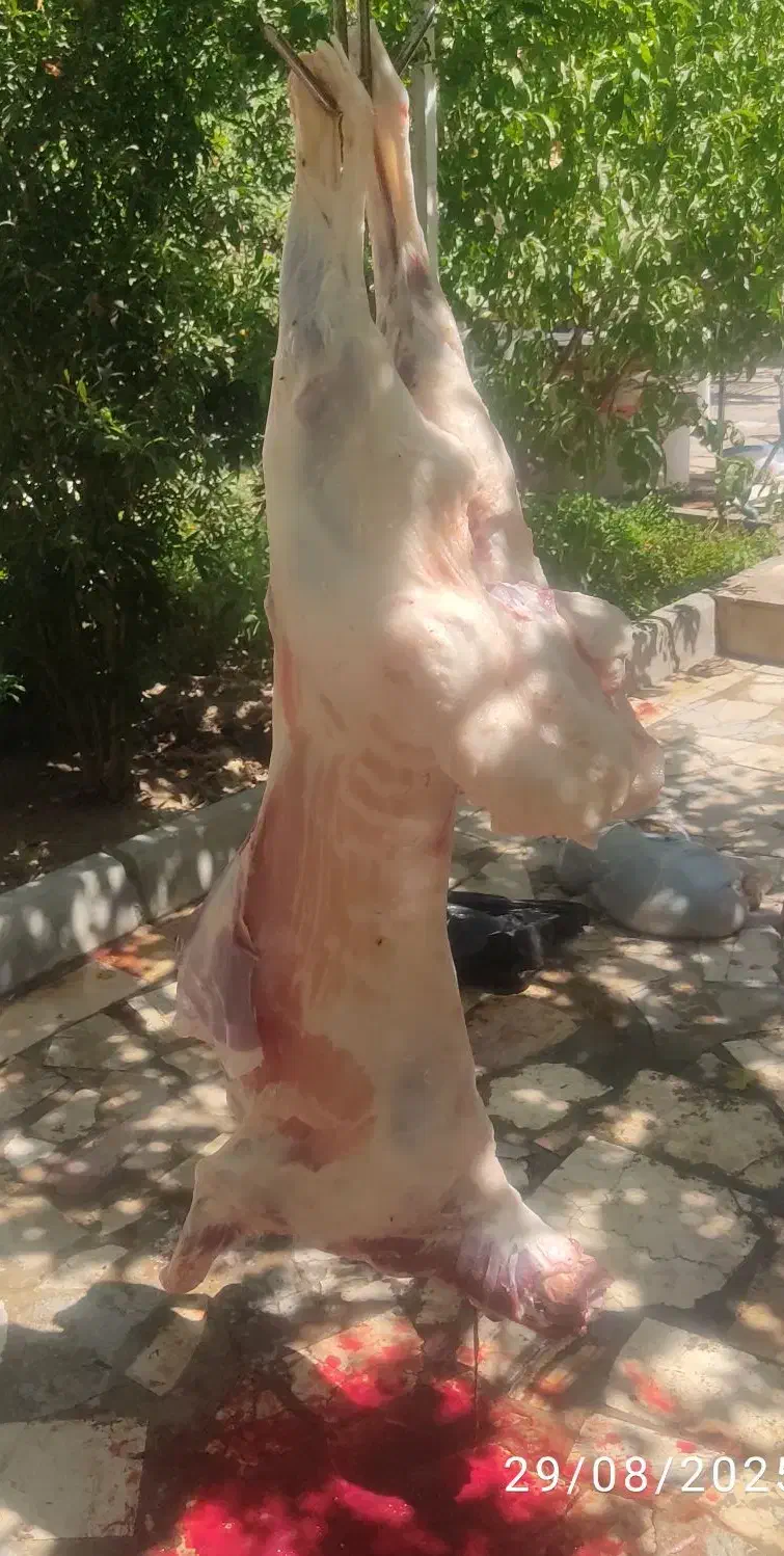 گوسفند زنده باترازوی دیجیتال|حیوانات مزرعه|کرج, کیانمهر|دیوار