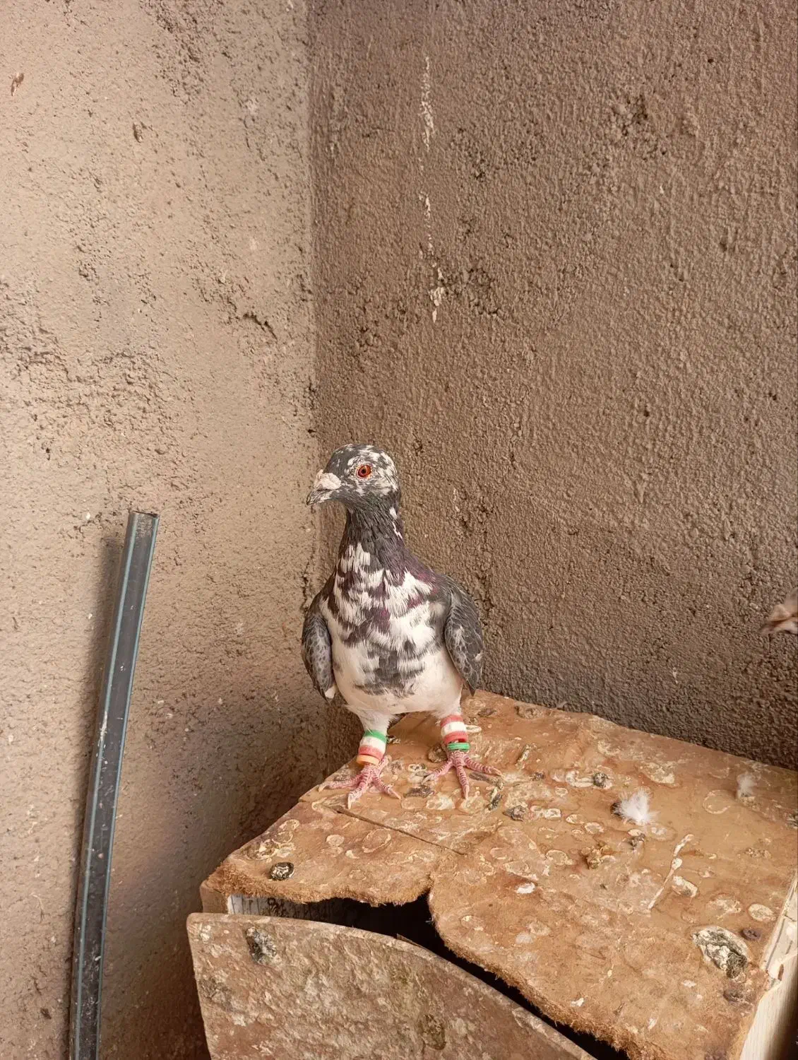 کفتر|پرنده|تربت جام, میان جام|دیوار