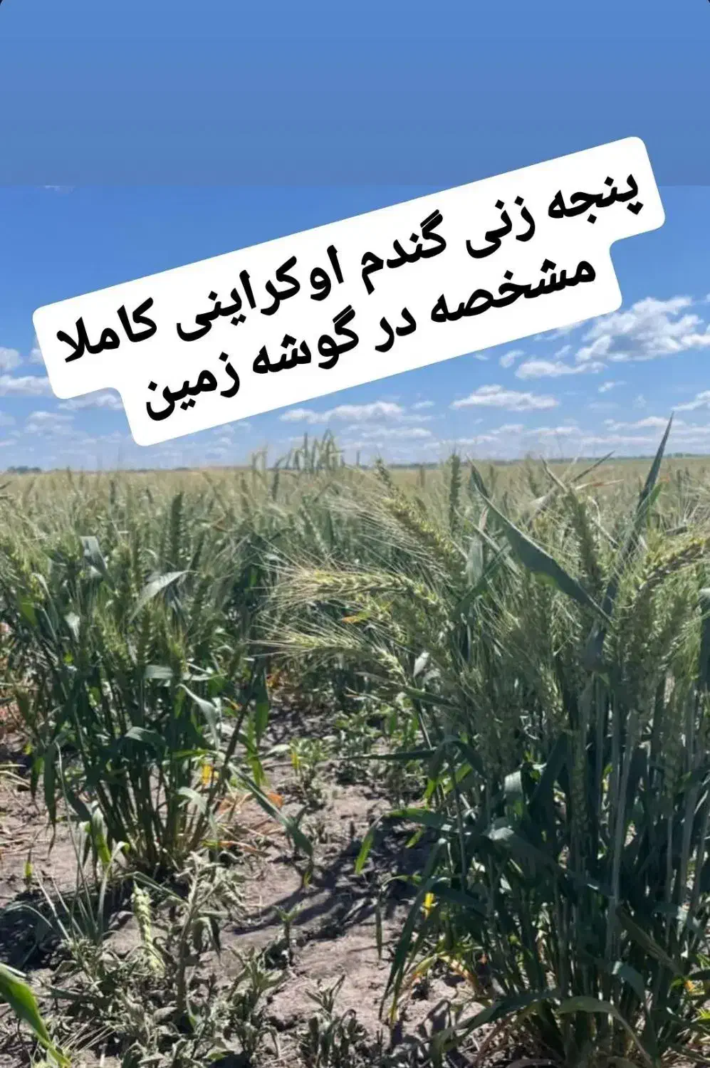 بذرگندم هیبرید اوکراینی|گل و گیاه طبیعی|شیراز, تحویلی|دیوار