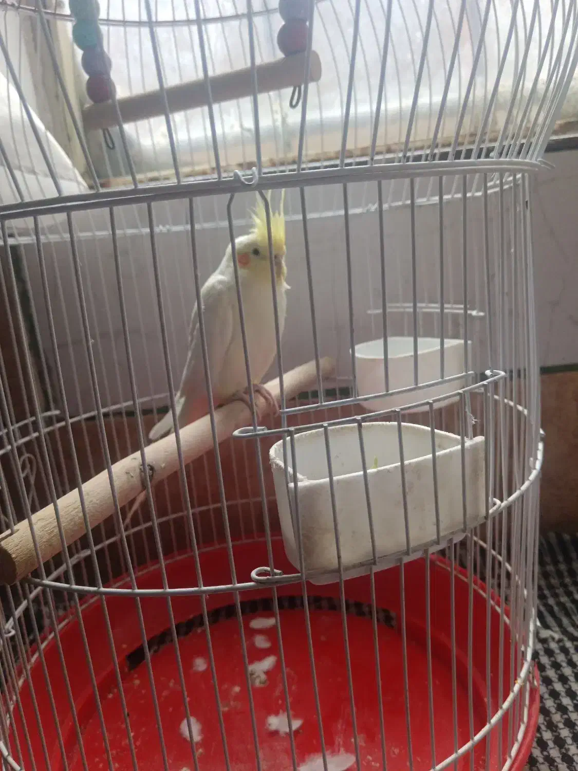 عروس هلندی لیتونی|پرنده|نجف‌آباد, یزدانشهر|دیوار