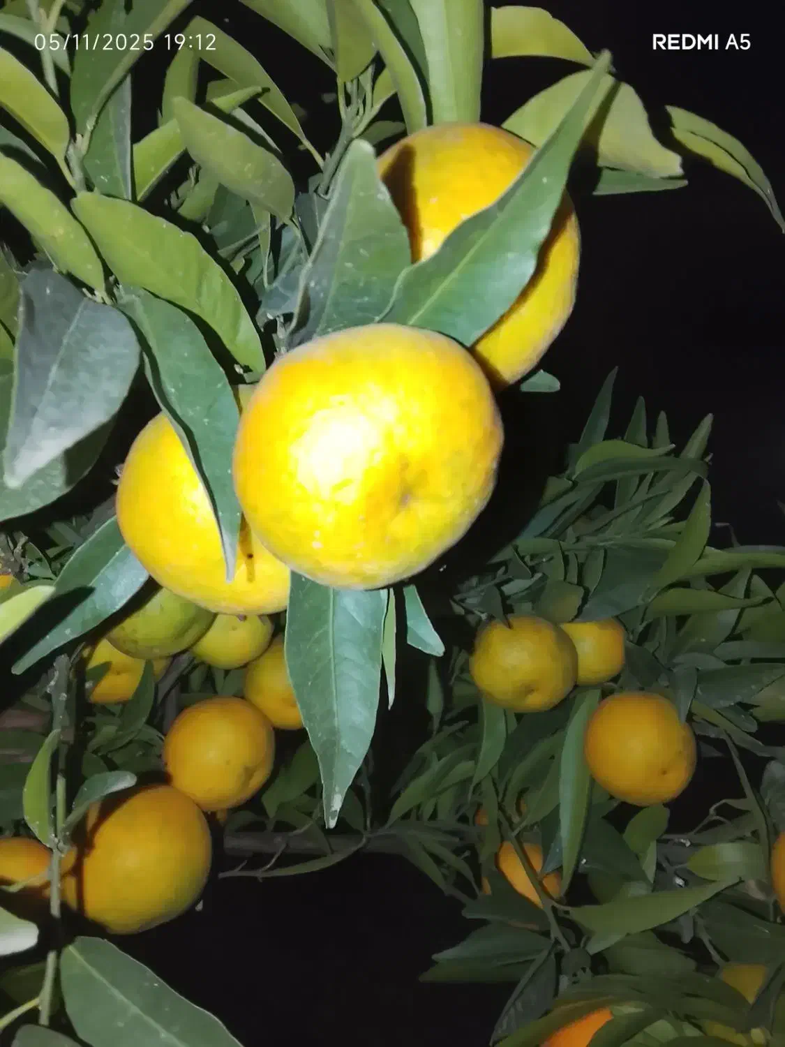 نارنگی انشو نارنگی یافا درجه یک|خوردنی و آشامیدنی|قائم‌شهر, |دیوار