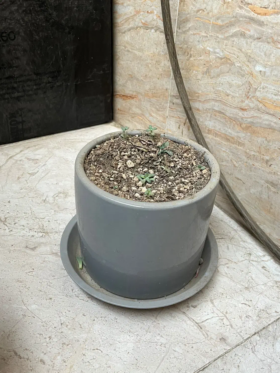 گلدان|گل و گیاه طبیعی|تهران, فلاح|دیوار