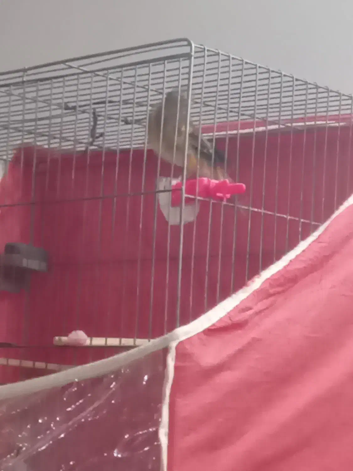 سقا و سهره قناری|پرنده|کرمان, |دیوار