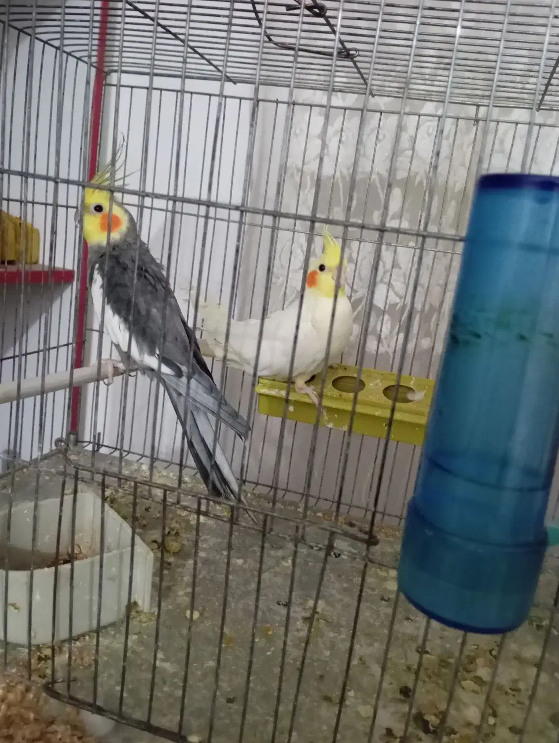 جفت عروس همراه با تخم|پرنده|میاندوآب, |دیوار