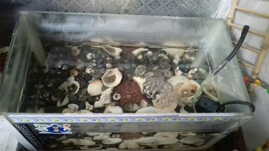 آکواریوم با پمپ هوا و ماهی گپی|ماهی|ملایر, |دیوار