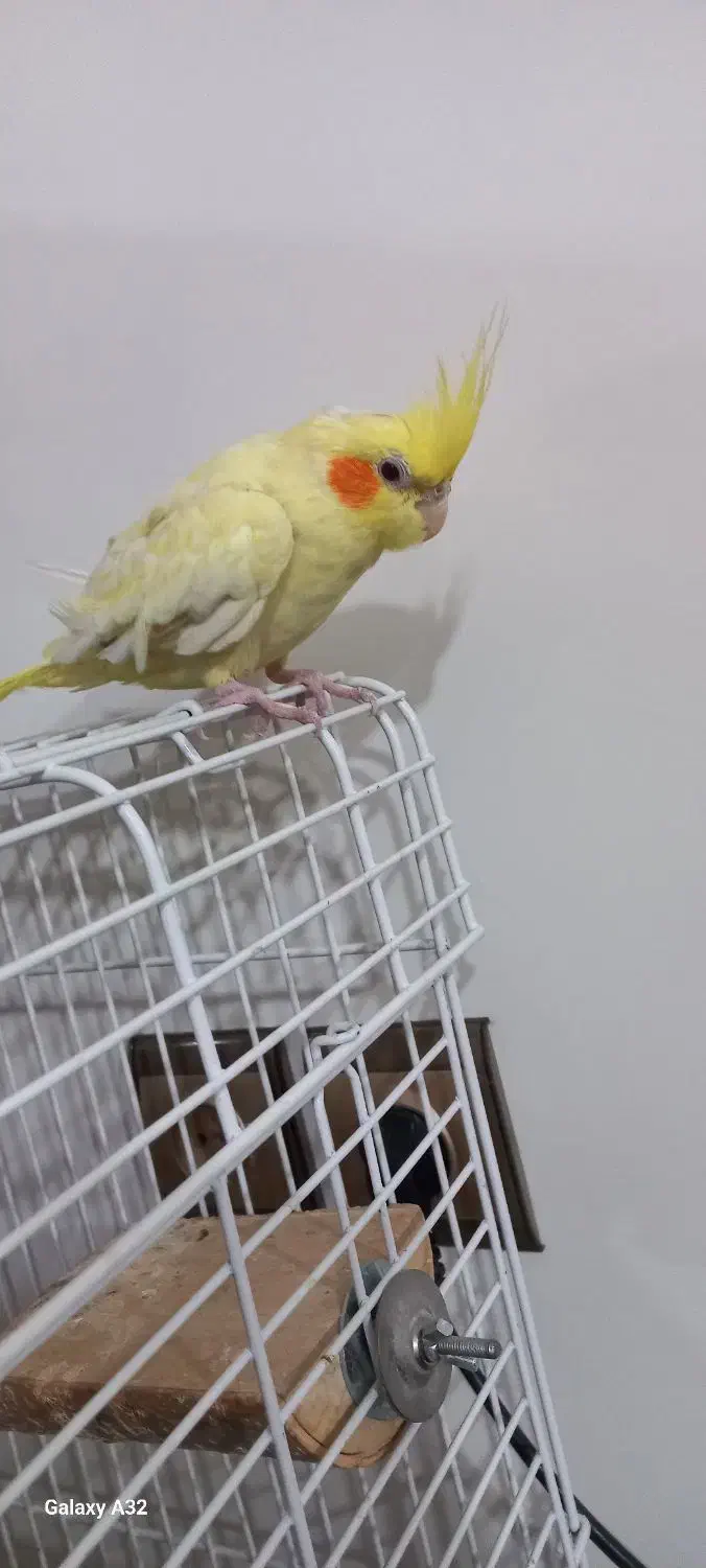 عروس هلندی لوتینو|پرنده|محمدشهر, جعفرآباد|دیوار