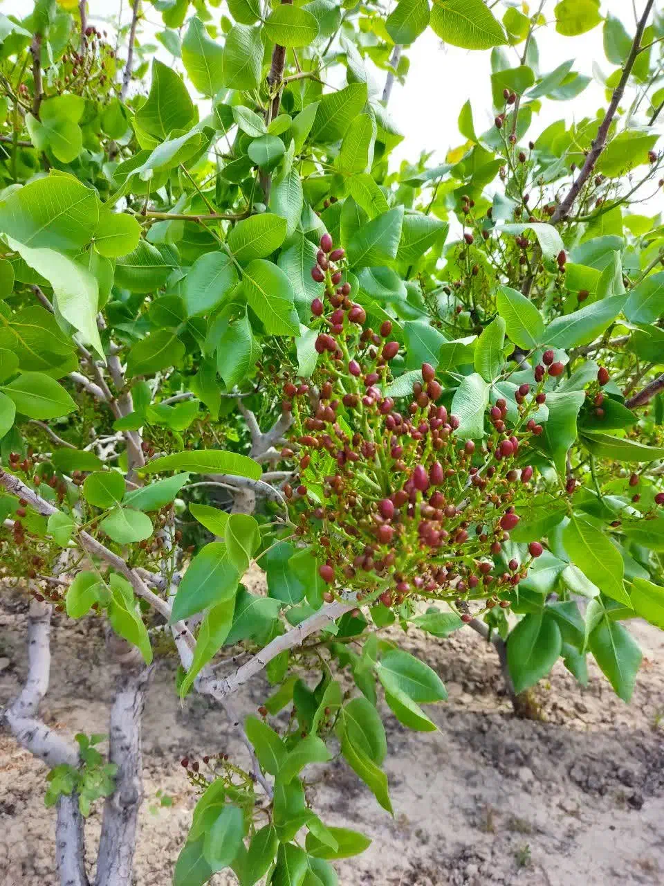 فروش باغ ۵۰۰۰متری انگور ،پسته|فروش زمین و ملک کلنگی|نوشین شهر, |دیوار