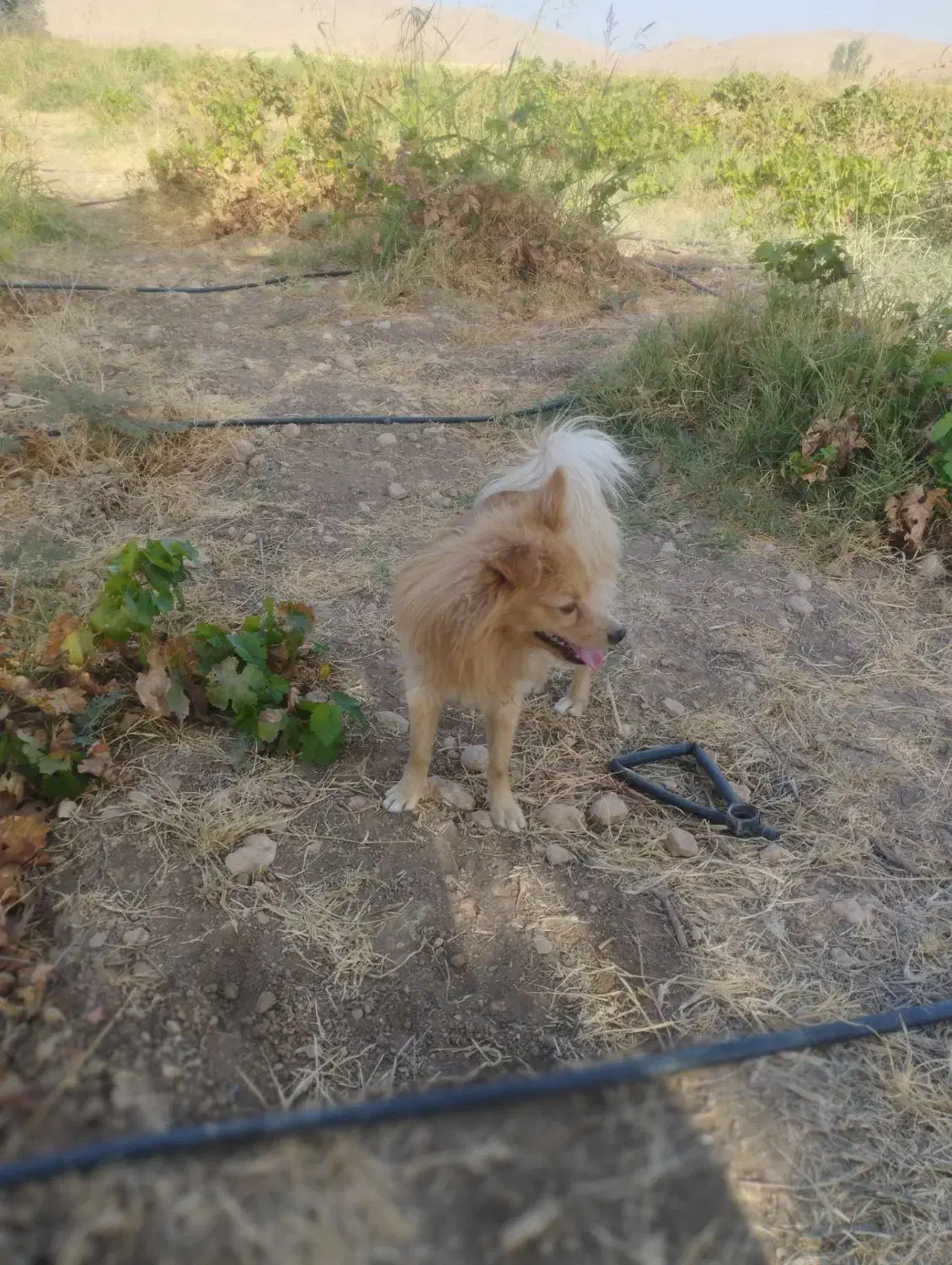 سگ پامرانین  پاکوتاه|سگ|سرپل ذهاب, |دیوار